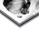 Little Daisy  Acrylic print