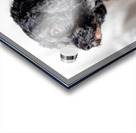 Little Daisy Acrylic print