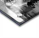 Found a Friend Winnipeg Manitoba Acrylic print