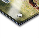 Black Momma Bear Three Cinnamon Cubs Lac Du Bonnet Manitoba Canada Acrylic print