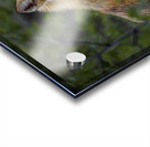 Fearless Red Fox In Cottage Country Manitoba Canada Acrylic print