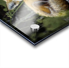 Sleepy Red Fox In Rural Manitoba Canada Acrylic print