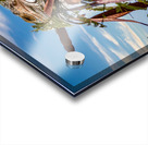 Camouflage Iguana Puerto Vallarta Mexico Acrylic print