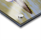 Male Wood Duck St.Vital Park Manitoba Canada Acrylic print