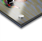 Male Wood Duck Manitoba Canada Acrylic print