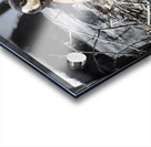 Mother Goose Protecting her Eggs Manitoba Canada Acrylic print