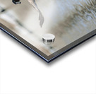 Smooth Landing Canada Goose Manitoba Canada Acrylic print