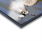 Wood Duck Manitoba Canada Acrylic print