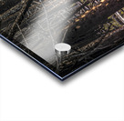 Elk Enjoying The New Flowers After The Wildfires Jasper Alberta Canada Acrylic print