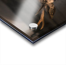 Red Deer In Glencoe Scotland  Acrylic print