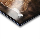 The Highland cow Scotland UK Acrylic print