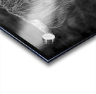 THE HIGHLAND COW SCOTLAND UK Acrylic print