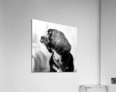 Little Daisy  Acrylic Print