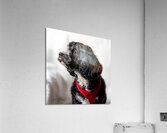 Little Daisy Acrylic Print