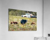 Black Momma Bear Three Cinnamon Cubs Lac Du Bonnet Manitoba Canada Acrylic Print