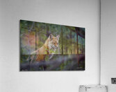 Fearless Red Fox In Cottage Country Manitoba Canada Acrylic Print