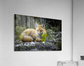 Sleepy Red Fox In Rural Manitoba Canada Acrylic Print