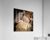 Old Timer Woodworker Acrylic Print