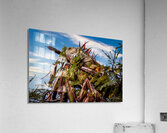 Camouflage Iguana Puerto Vallarta Mexico Acrylic Print