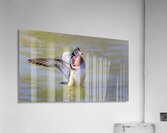 Male Wood Duck St.Vital Park Manitoba Canada Acrylic Print