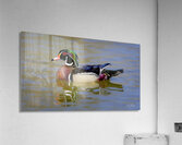 Male Wood Duck Manitoba Canada Acrylic Print
