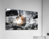 Mother Goose Protecting her Eggs Manitoba Canada Acrylic Print