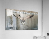 Smooth Landing Canada Goose Manitoba Canada Acrylic Print