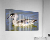 Wood Duck Manitoba Canada Acrylic Print