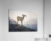 Mountain Goat Jasper Alberta Canada Acrylic Print