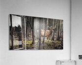 Elk Enjoying The New Flowers After The Wildfires Jasper Alberta Canada Acrylic Print