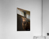 Red Deer In Glencoe Scotland  Acrylic Print