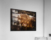 The Highland cow Scotland UK Acrylic Print