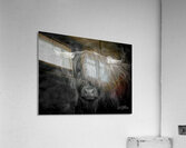 THE HIGHLAND COW SCOTLAND UK Acrylic Print
