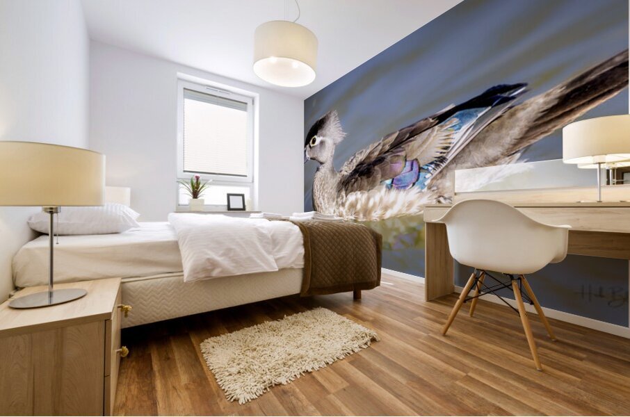 Wood Duck Manitoba Canada Mural print