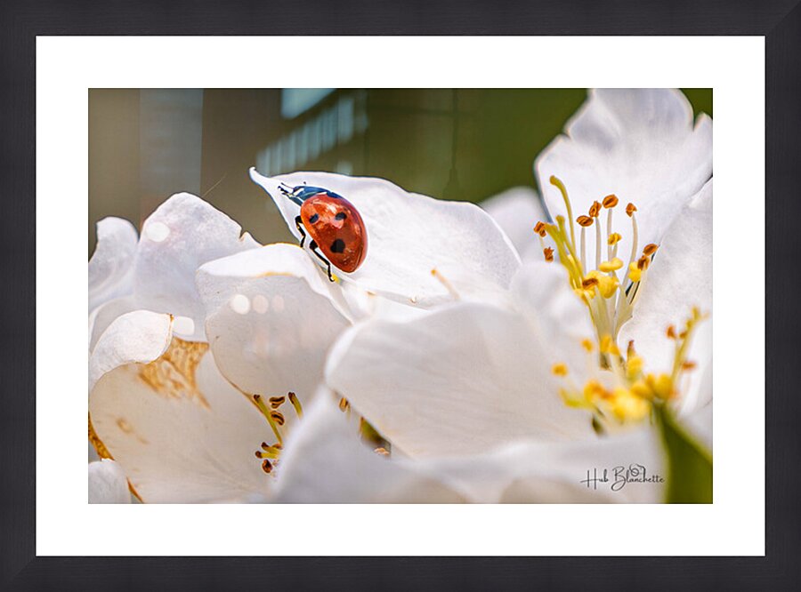 Back Yard Lady Bug Picture Frame Printing
