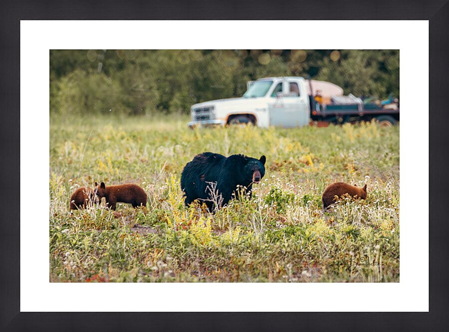 Black Momma Bear Three Cinnamon Cubs Lac Du Bonnet Manitoba Canada Picture Frame Printing