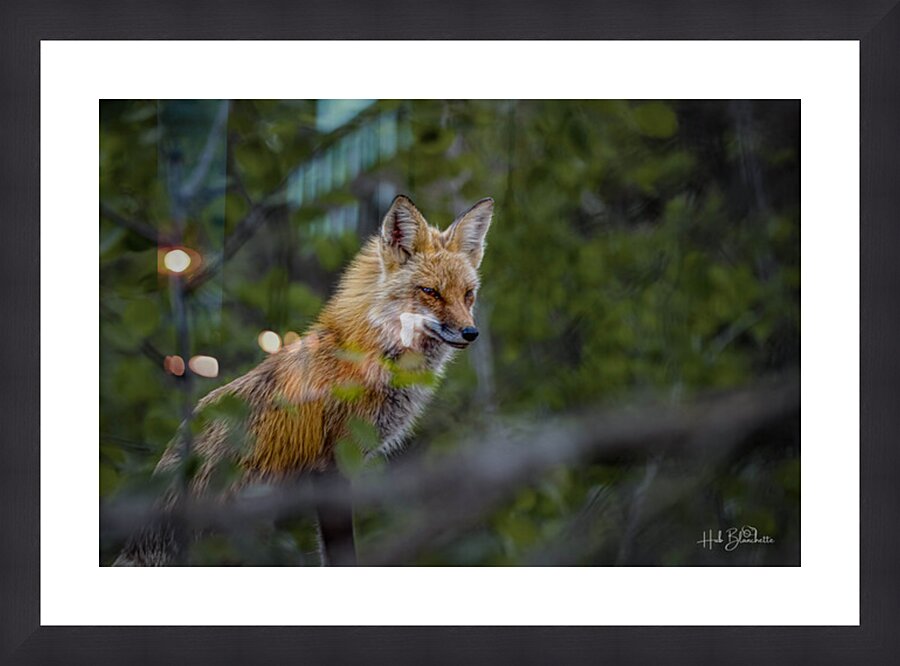 Fearless Red Fox In Cottage Country Manitoba Canada Picture Frame Printing