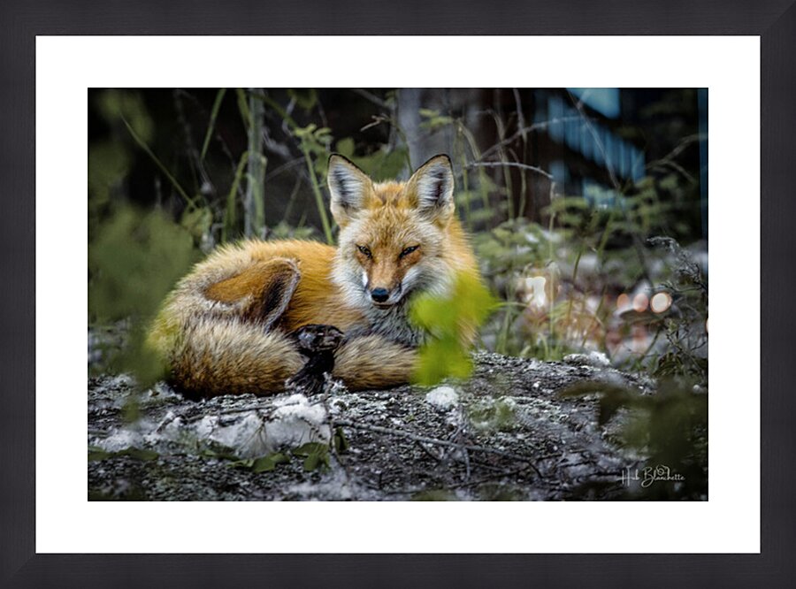 Sleepy Red Fox In Rural Manitoba Canada Picture Frame Printing