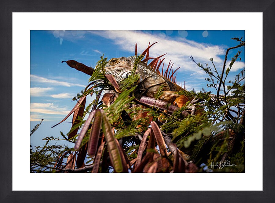 Camouflage Iguana Puerto Vallarta Mexico Picture Frame Printing