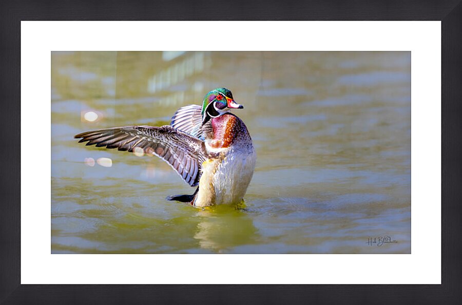 Male Wood Duck St.Vital Park Manitoba Canada Picture Frame Printing