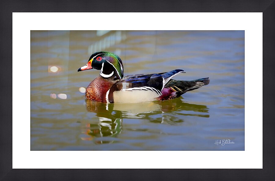 Male Wood Duck Manitoba Canada Picture Frame Printing