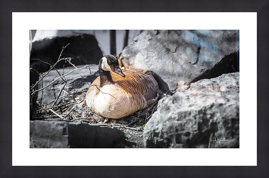 Mother Goose Protecting her Eggs Manitoba Canada Picture Frame Printing
