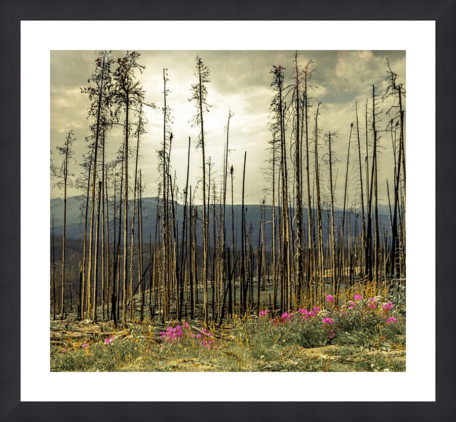 Flowers Blooming After The Jasper Alberta Canada Wild Fires Picture Frame Printing