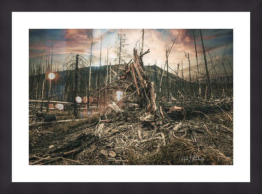 Wild Fires Whistler Campground In Jasper Alberta Canada Picture Frame Printing