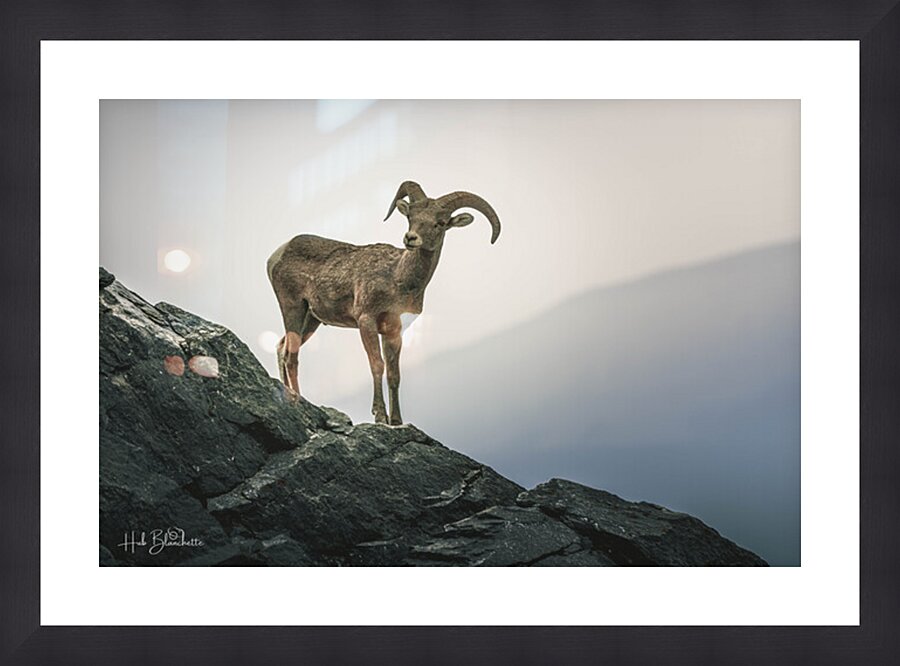 Mountain Goat Jasper Alberta Canada Picture Frame Printing