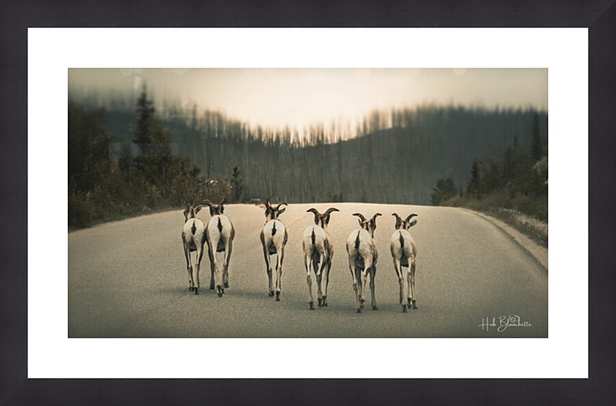 The Gang Of Goats Jasper Alberta Canada Picture Frame Printing