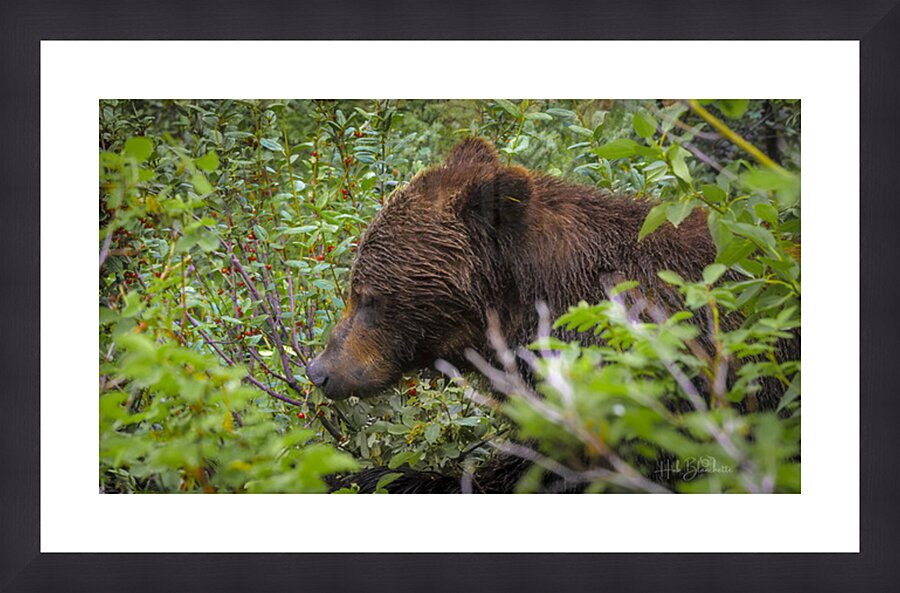 Grizzlies Morning Breakfast Lake Louise Alberta Canada Picture Frame Printing
