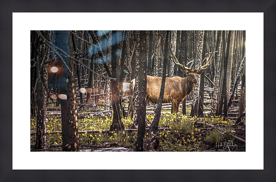 Elk Enjoying The New Flowers After The Wildfires Jasper Alberta Canada Picture Frame Printing