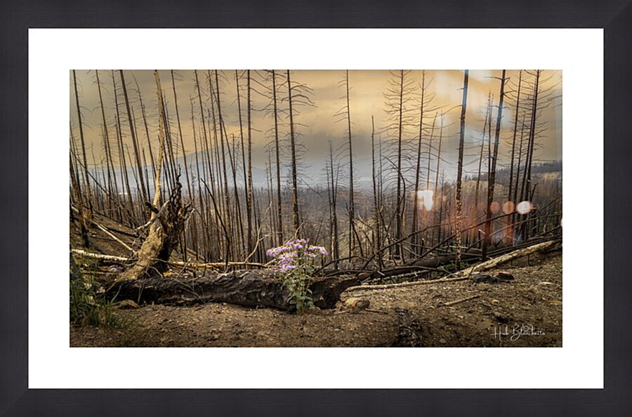Destruction And Growth Jasper Alberta Canada Picture Frame Printing