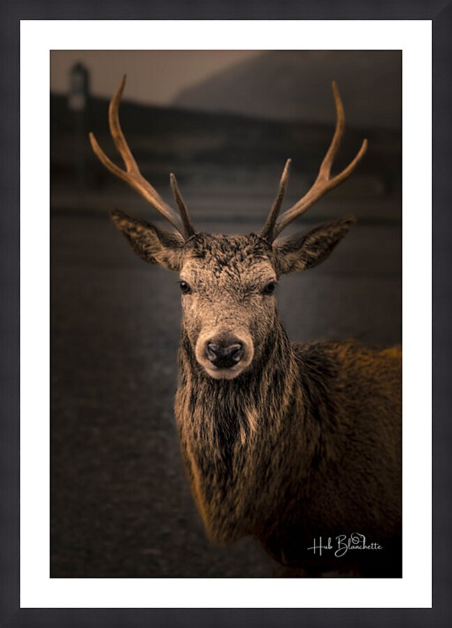 Red Deer In Glencoe Scotland  Picture Frame Printing